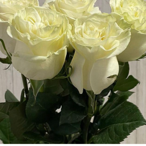 5 White Roses