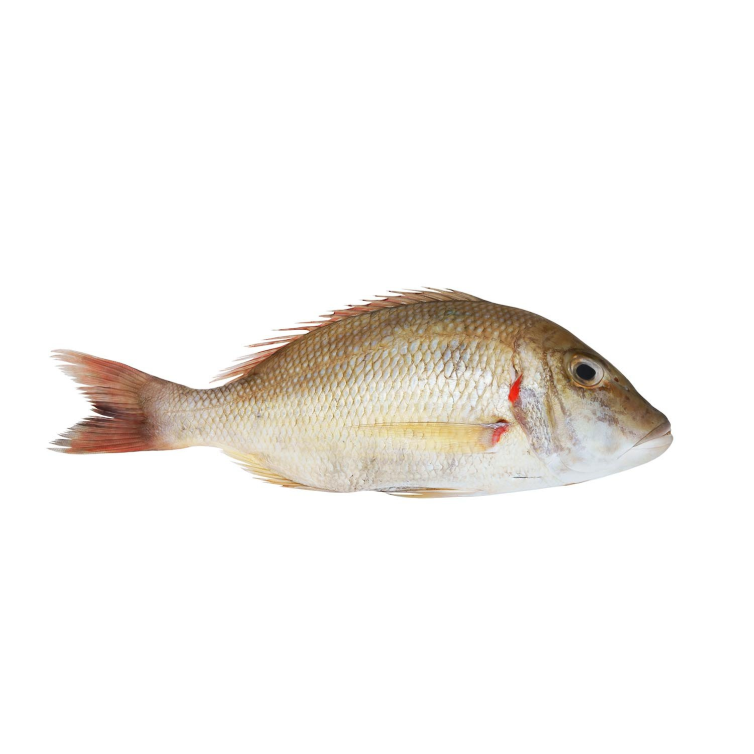 Sherry Fish
